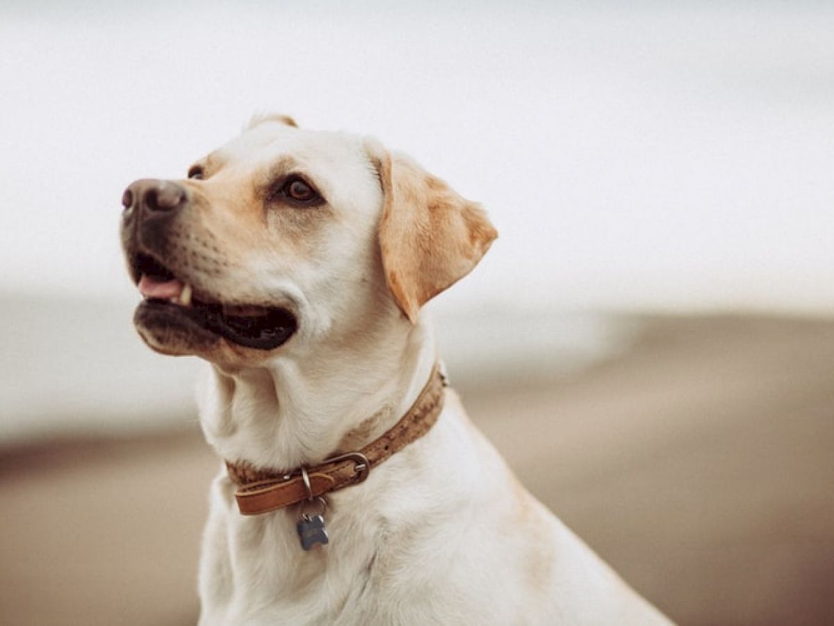 A light-colored dog with a collar is looking upward, with a blurry background that appears to be a beach.