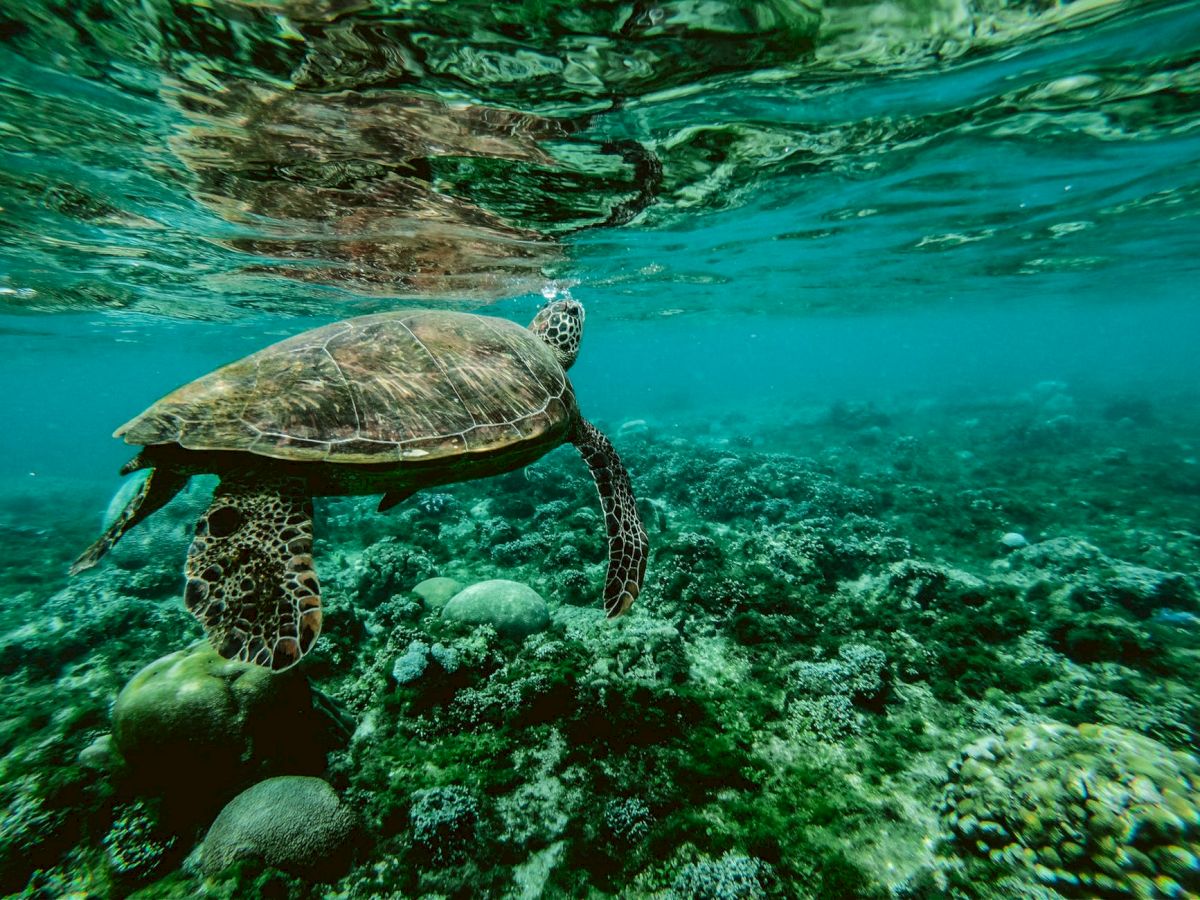 An underwater scene featuring a sea turtle swimming over a coral reef, with clear blue water in the background.