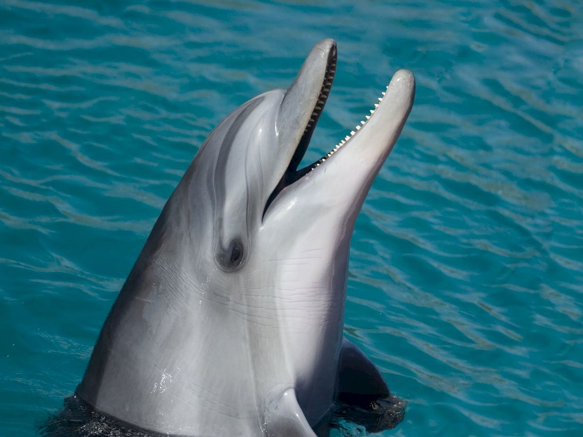 A dolphin is emerging from the water with its mouth open, displaying its teeth, against a blue watery backdrop.