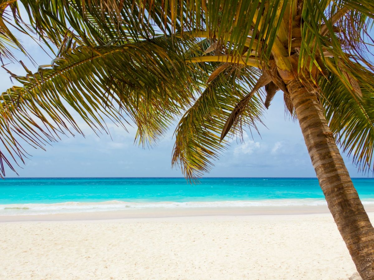 A serene beach scene with turquoise waters, white sand, and a palm tree. The sky is clear with a few clouds, creating a tropical paradise atmosphere.