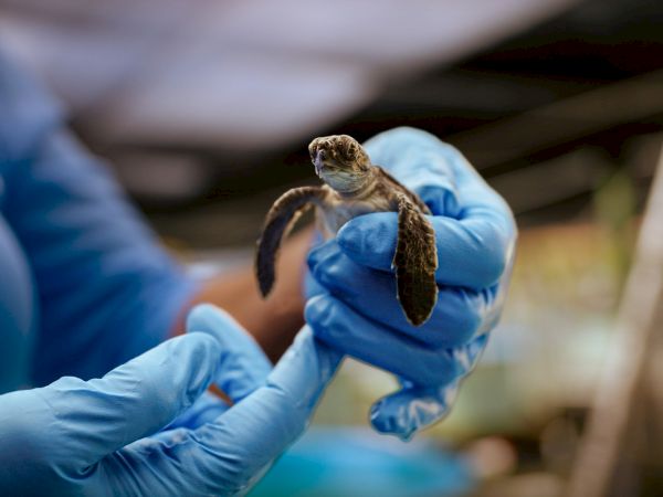 A small turtle is being gently held by someone wearing blue gloves, with a blurred background.