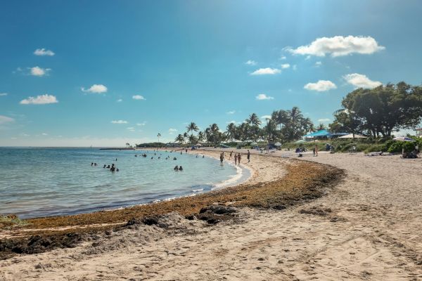 A sandy beach with people swimming and relaxing, palm trees, and a clear blue sky with a few clouds in the background.