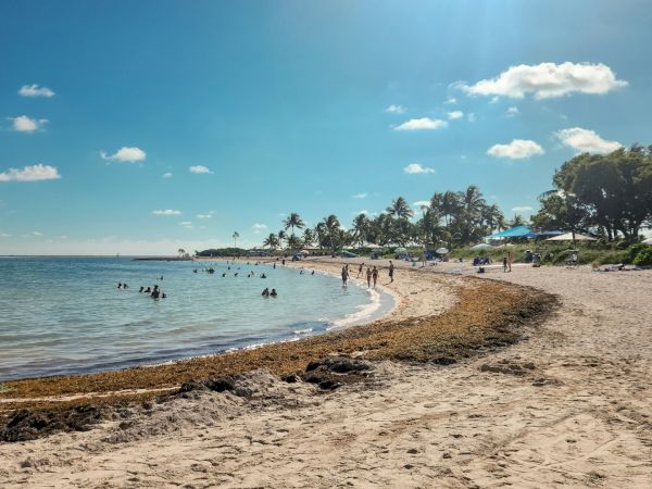 A sandy beach with people swimming and relaxing, palm trees, and a clear blue sky with a few clouds in the background.