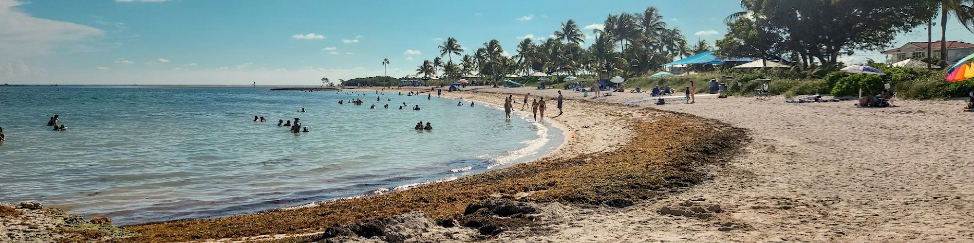 A sunny beach scene with people swimming and lounging, lined with palm trees under a clear blue sky and scattered clouds.
