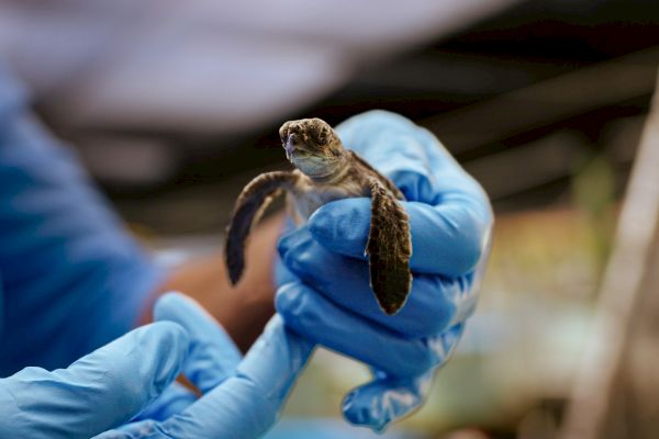 A person in blue gloves is gently holding a small sea turtle, likely in a conservation or rescue setting.