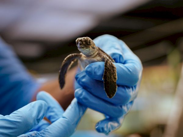 A person in blue gloves is gently holding a small sea turtle, likely in a conservation or rescue setting.
