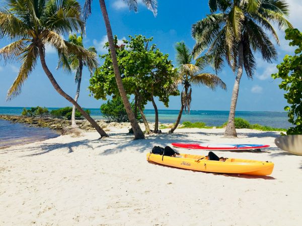 A tropical beach scene with palm trees, kayaks on the sand, and a view of the ocean under a clear blue sky.