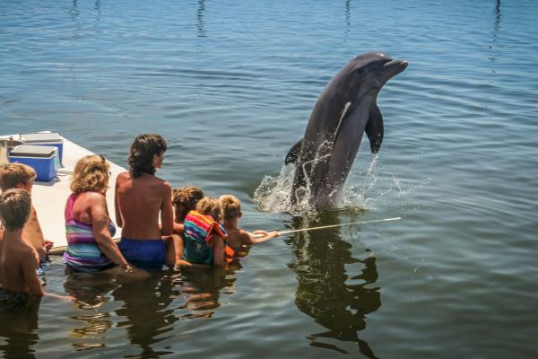 A group of people sits on a dock, watching a dolphin leaping vertically out of the water, creating a lively scene.