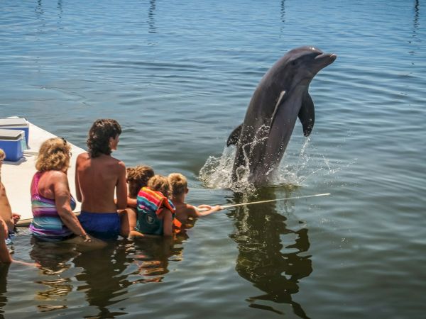 A group of people sits on a dock, watching a dolphin leaping vertically out of the water, creating a lively scene.
