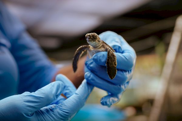 A person in gloves gently holds a small sea turtle, likely in a care or rehabilitation setting.