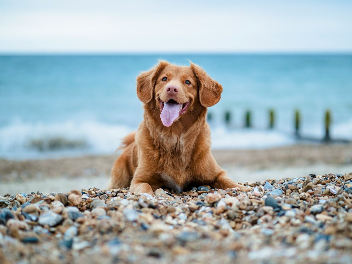 A golden retriever puppy sits on a pebble beach with the ocean and sky blurred behind it, panting happily.