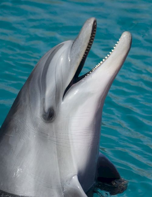 A dolphin surfaces in blue water, showing its sleek snout and teeth.